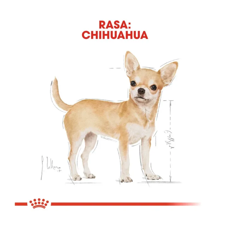 Royal Canin Chihuahua joonistus tõustandardiga