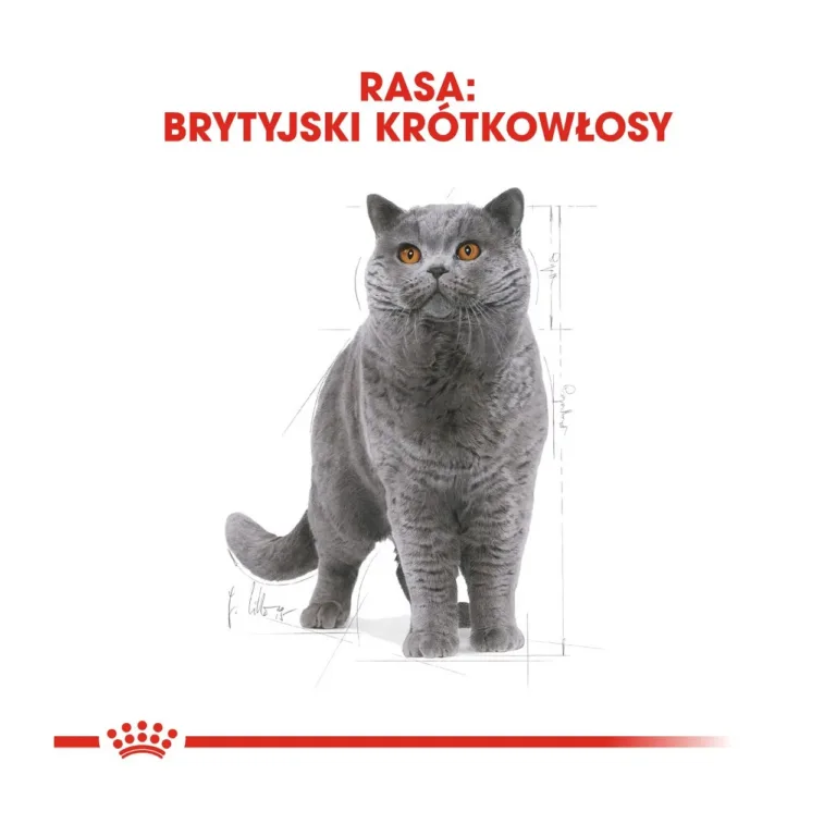 halli briti lühikarvalise kassi illustratsioon Royal Canin
