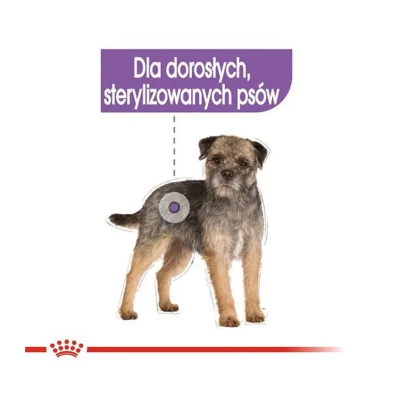 Steriliseeritud täiskasvanud koera illustratsioon