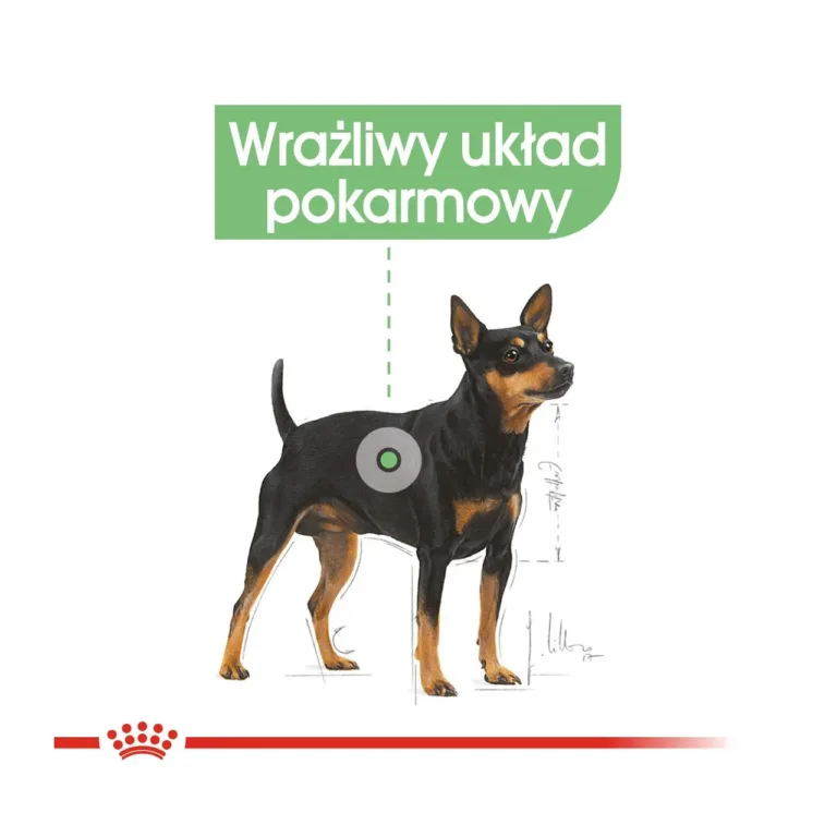 märgtoit tundliku seedimisega koerale seedimise illustratsioon