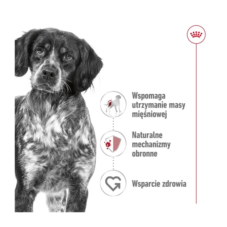 Keskmist kasvu koer koos Royal Canin märgtoidu eelistega