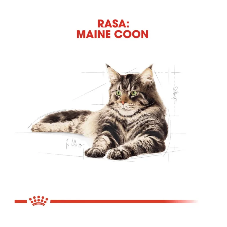 Maine Coon kass Royal Canin illustratsioon