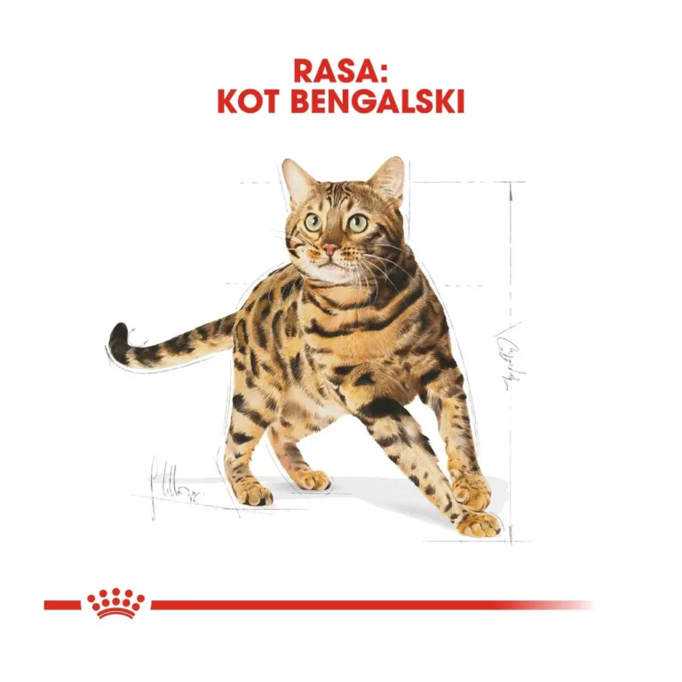 Joonistatud bengali kass tõutunnustega
