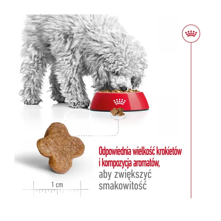 Käpp koeral ja Royal Canin Mini Adult 8+ krõbinad