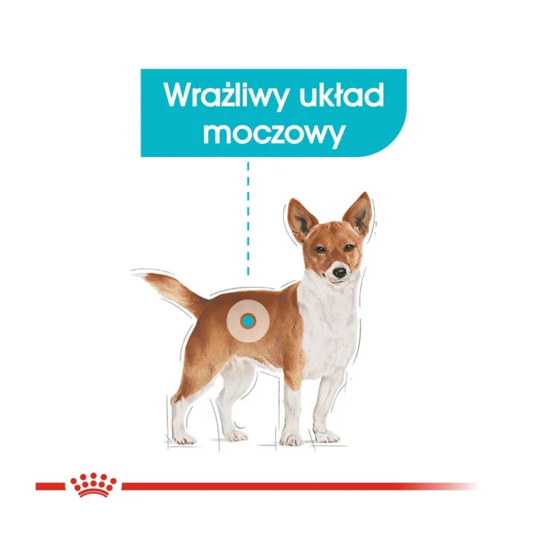 mini koera uriini tervise toit tundlikule kuseteedele