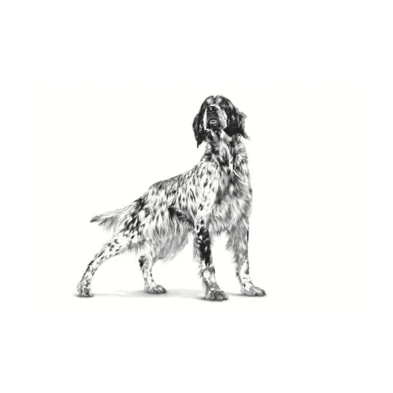 Royal Canin hüpoallergeenne koeratoit 2kg joonistatud setter