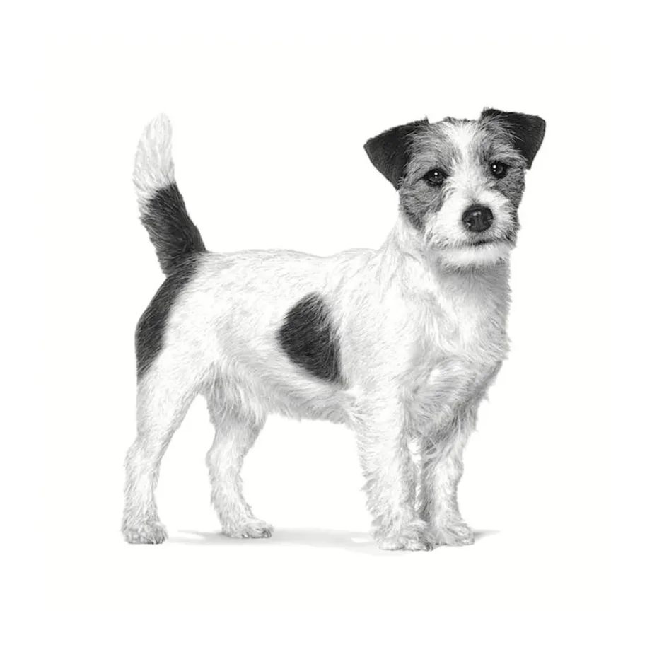 Royal Canin Anallergenic Small 1,5 kg gluteenivaba kuivtoit täiskasvanud väikestele koertele toiduallergia korral – 2