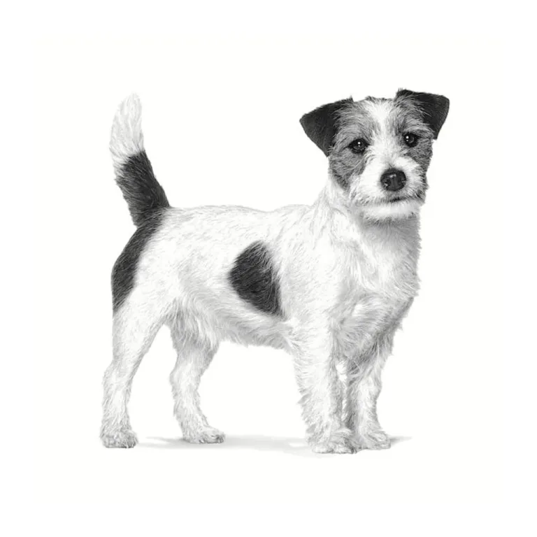 Madala rasvasisaldusega kuivtoit väikesele koerale Jack Russell
