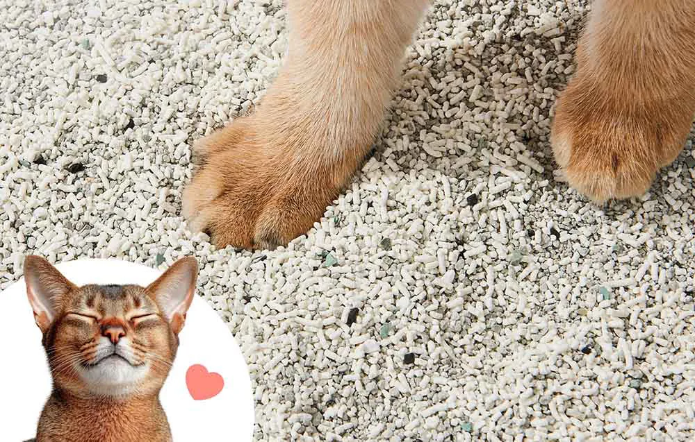 Õrn tera mugav kassikäppadele, vähem laialikandumist