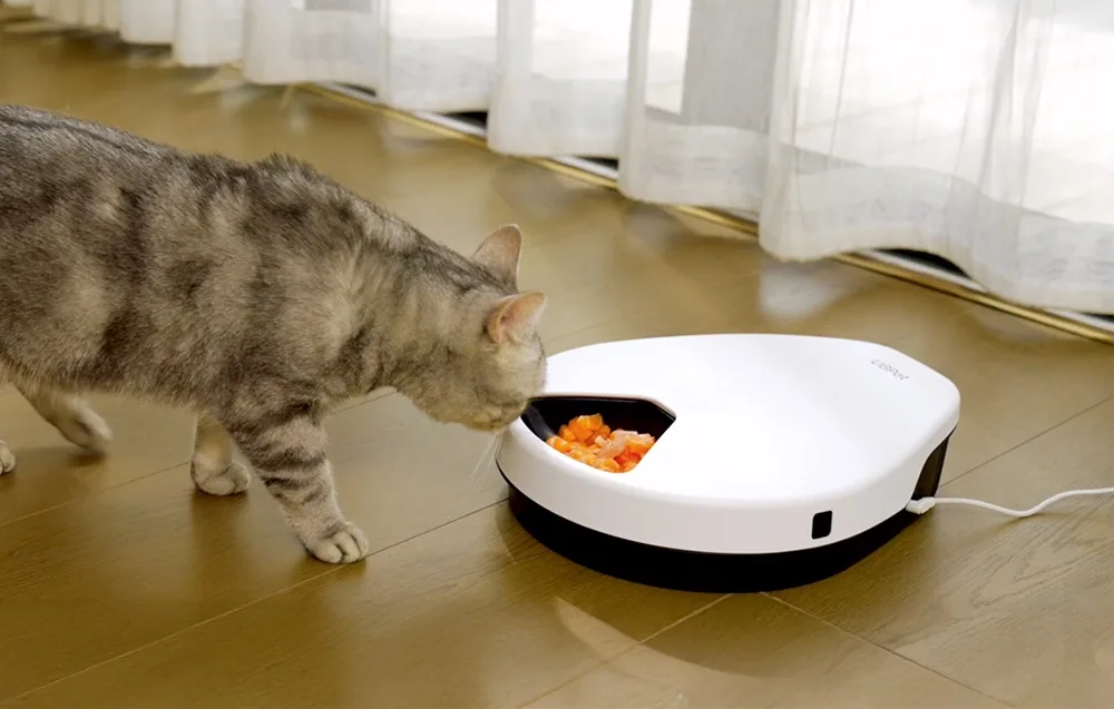 Kass sööb jahedana hoitud toitu automaatsöötjast