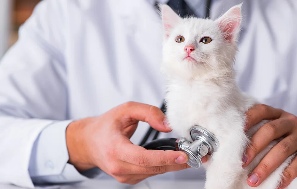 Steriliseerimata vee riskid lemmikloomade joogivees