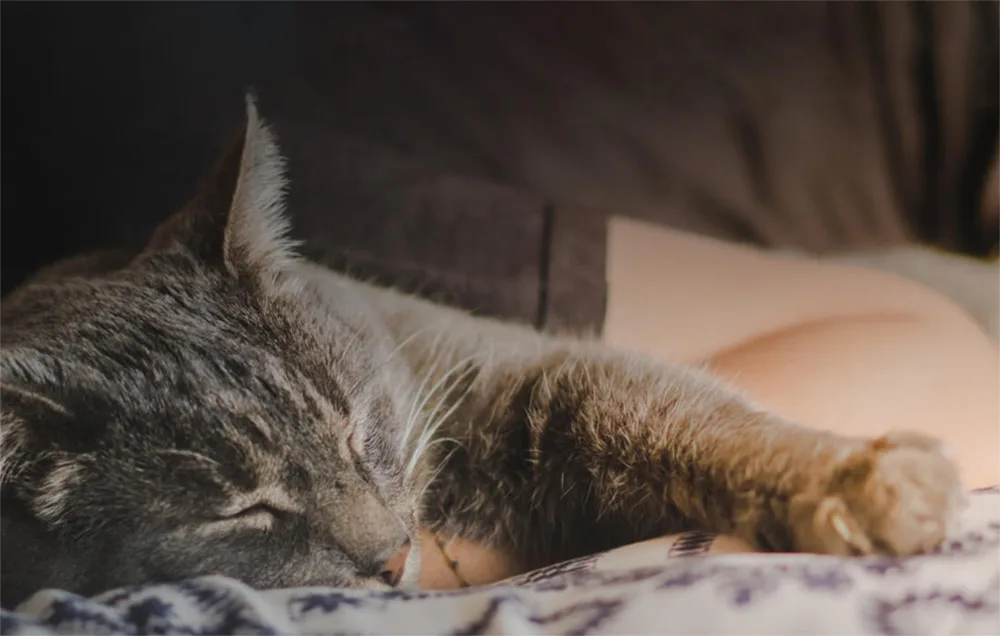 Petoneer Fresco Mini Plus veefontään – vaikne töö kuni 35 dB