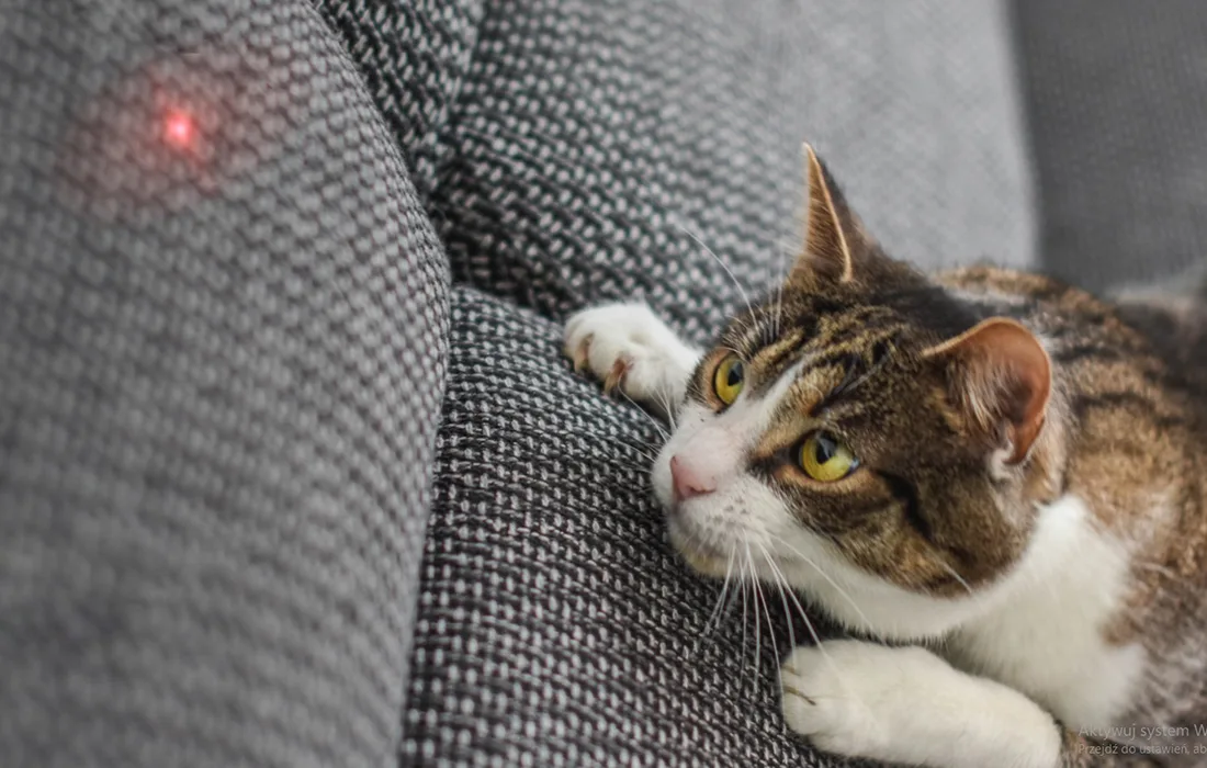 Petoneer Smart Dot kassilaser töötab Tuya platvormiga