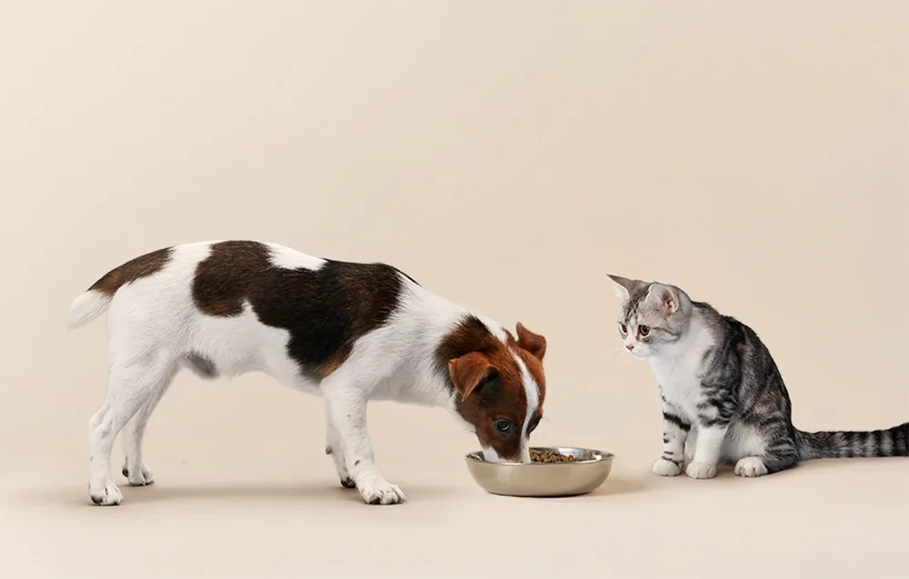 RFID kaelarihmaga kasside toidudosaator 3 l – söötmiste ajastamine rakenduses