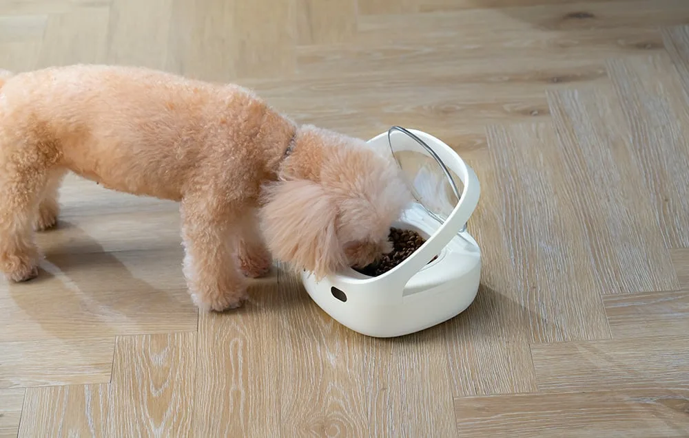 Koer sööb kausist, mis avaneb RFID‑sildi tuvastamisel.