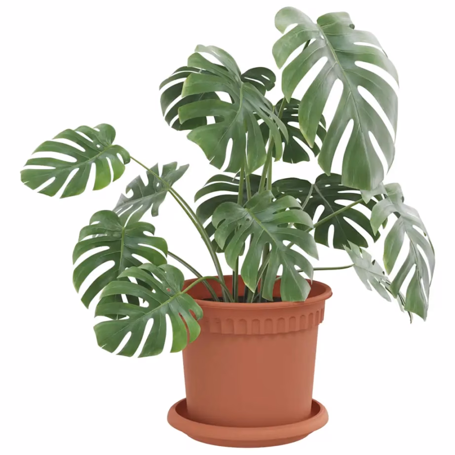 Ringikujuline lilletaldrikute komplekt, kohviroosa, plastmass, 24 tk, Ø 14 x 2 cm – 3