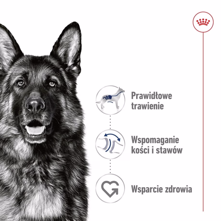 Koera märgtoit Royal Canin Maxi Adult Loaf, täissööt suurtele täiskasvanud koertele, 410 g - 3