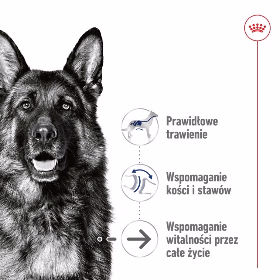 Märg koeratoit Royal Canin Maxi Ageing Loaf, suurtele eakatele koertele, 410 g - 2