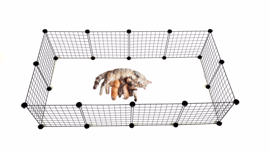 Koerapuur C&C Modular, 145 × 75 × 37 cm, must - 10